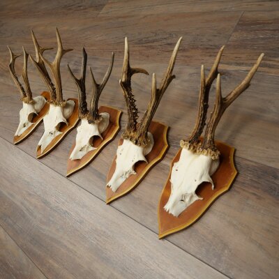 5 Roe Deer Antlers, Roe Deer Bucks, Roe Deer Buck Antlers, Trophy Signs 22.1396