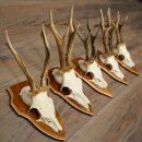 5 Roe Deer Antlers, Roe Deer Bucks, Roe Deer Buck Antlers, Trophy Signs 22.1396