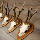5 Roe Deer Antlers, Roe Deer Bucks, Roe Deer Buck Antlers, Trophy Signs 22.1396