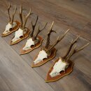 5 Roe Deer Antlers, Roe Deer Bucks, Roe Deer Buck Antlers, Trophy Signs 22.1396