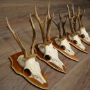 5 Roe Deer Antlers, Roe Deer Bucks, Roe Deer Buck Antlers, Trophy Signs 22.1396