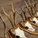5 Roe Deer Antlers, Roe Deer Bucks, Roe Deer Buck Antlers, Trophy Signs 22.1396