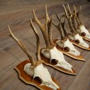 5 Roe Deer Antlers, Roe Deer Bucks, Roe Deer Buck Antlers, Trophy Signs 22.1396
