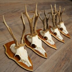 5 Roe Deer Antlers, Roe Deer Bucks, Roe Deer Buck Antlers, Trophy Signs 22.1396
