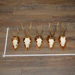 5 Roe Deer Antlers, Roe Deer Bucks, Roe Deer Buck Antlers, Trophy Signs 22.1396