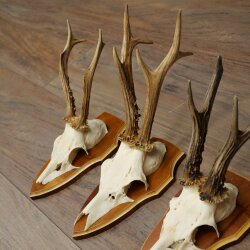 5 Roe Deer Antlers, Roe Deer Bucks, Roe Deer Buck Antlers, Trophy Signs 22.1396