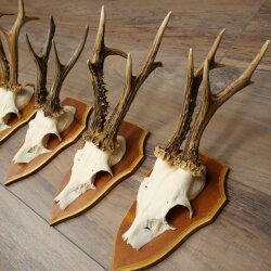 5 Roe Deer Antlers, Roe Deer Bucks, Roe Deer Buck Antlers, Trophy Signs 22.1396