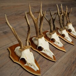 5 Roe Deer Antlers, Roe Deer Bucks, Roe Deer Buck Antlers, Trophy Signs 22.1396