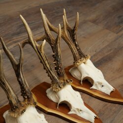 5 Roe Deer Antlers, Roe Deer Bucks, Roe Deer Buck Antlers, Trophy Signs 22.1396