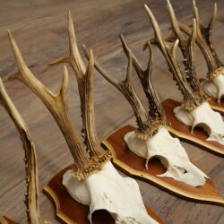 5 Roe Deer Antlers, Roe Deer Bucks, Roe Deer Buck Antlers, Trophy Signs 22.1396
