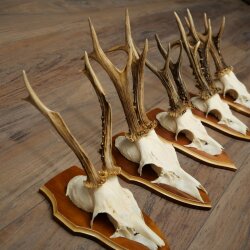 5 Roe Deer Antlers, Roe Deer Bucks, Roe Deer Buck Antlers, Trophy Signs 22.1396