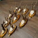 10 Roe Deer Antlers Roe Deer Antlers on Birch Wood Signs...