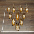 10 Roe Deer Antlers Roe Deer Antlers on Birch Wood Signs...