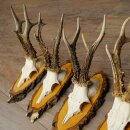 5 Roe Deer Antlers Roe Deer Bucks Roe Deer Antlers on Birch Signs 22.1399