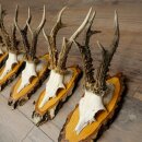 5 Roe Deer Antlers Roe Deer Bucks Roe Deer Antlers on Birch Signs 22.1399