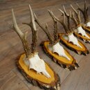 5 Roe Deer Antlers Roe Deer Bucks Roe Deer Antlers on Birch Signs 22.1399
