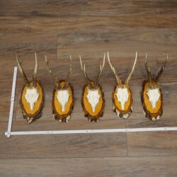 5 Roe Deer Antlers Roe Deer Bucks Roe Deer Antlers on Birch Signs 22.1399