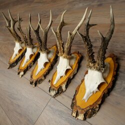 5 Roe Deer Antlers Roe Deer Bucks Roe Deer Antlers on Birch Signs 22.1399