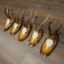 5 Roe Deer Antlers Roe Deer Bucks Roe Deer Antlers on Birch Signs 22.1399