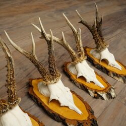 5 Roe Deer Antlers Roe Deer Bucks Roe Deer Antlers on Birch Signs 22.1399