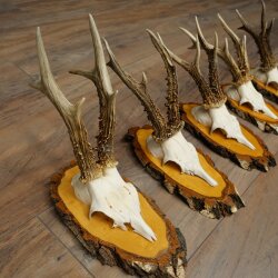 5 Roe Deer Antlers Roe Deer Bucks Roe Deer Antlers on Birch Signs 22.1399