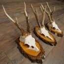 3 Roe Deer Antlers Roe Deer Bucks Antlers on Birch Wood...