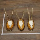 3 Roe Deer Antlers Roe Deer Bucks Antlers on Birch Wood...