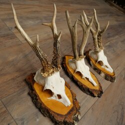 3 cuernos de corzo: cuernos de corzo macho sobre placas de abedul 22.1400