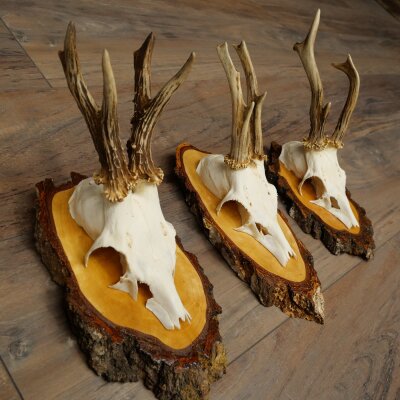 3 Roe Deer Antlers Roe Deer Bucks Antlers on Birch Wood Signs 22.1401