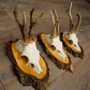 3 Roe Deer Antlers Roe Deer Bucks Antlers on Birch Wood...