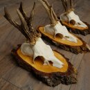 3 Roe Deer Antlers Roe Deer Bucks Antlers on Birch Wood Signs 22.1401