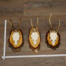 3 Roe Deer Antlers Roe Deer Bucks Antlers on Birch Wood...