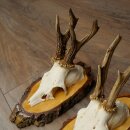 3 Roe Deer Antlers Roe Deer Bucks Antlers on Birch Wood Signs 22.1401