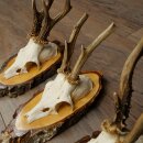3 Roe Deer Antlers Roe Deer Bucks Antlers on Birch Wood Signs 22.1401