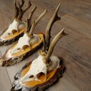 3 Roe Deer Antlers Roe Deer Bucks Antlers on Birch Wood Signs 22.1401