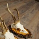 3 Roe Deer Antlers Roe Deer Bucks Antlers on Birch Wood Signs 22.1401