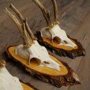 3 Roe Deer Antlers Roe Deer Bucks Antlers on Birch Wood Signs 22.1401
