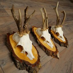 3 Roe Deer Antlers Roe Deer Bucks Antlers on Birch Wood Signs 22.1401