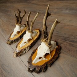 3 Roe Deer Antlers Roe Deer Bucks Antlers on Birch Wood Signs 22.1401