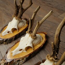 3 Roe Deer Antlers Roe Deer Bucks Antlers on Birch Wood Signs 22.1401