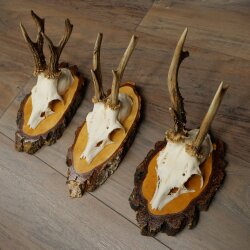 3 Roe Deer Antlers Roe Deer Bucks Antlers on Birch Wood Signs 22.1401