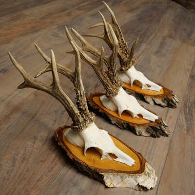 3 Roe Deer Antlers Roe Deer Bucks Antlers on Birch Wood Signs 22.1402