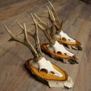 3 Roe Deer Antlers Roe Deer Bucks Antlers on Birch Wood...
