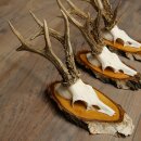 3 Roe Deer Antlers Roe Deer Bucks Antlers on Birch Wood Signs 22.1402