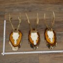 3 Roe Deer Antlers Roe Deer Bucks Antlers on Birch Wood...