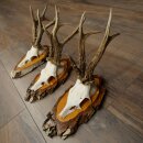 3 Roe Deer Antlers Roe Deer Bucks Antlers on Birch Wood Signs 22.1402