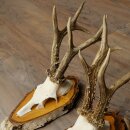 3 Roe Deer Antlers Roe Deer Bucks Antlers on Birch Wood Signs 22.1402