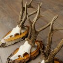 3 Roe Deer Antlers Roe Deer Bucks Antlers on Birch Wood Signs 22.1402