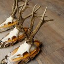 3 Roe Deer Antlers Roe Deer Bucks Antlers on Birch Wood Signs 22.1402
