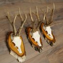 3 Roe Deer Antlers Roe Deer Bucks Antlers on Birch Wood Signs 22.1402